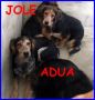 REGALO JOLE E ADUA sorelle simil setterine cercano casa